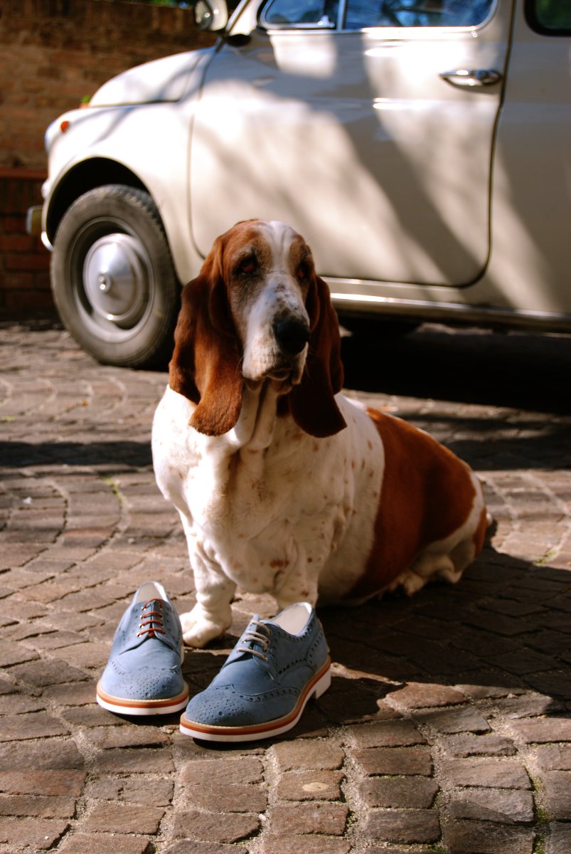 Scarpa Derby Azzurra Fera Libens con Basset Hound